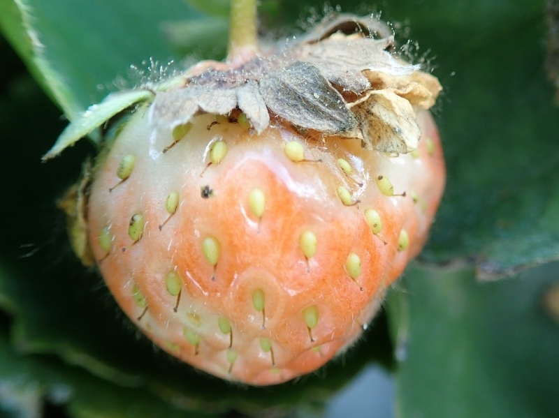 野菜・花きの営農情報 ≪7月中～8月上旬の技術対策≫ - 空知総合